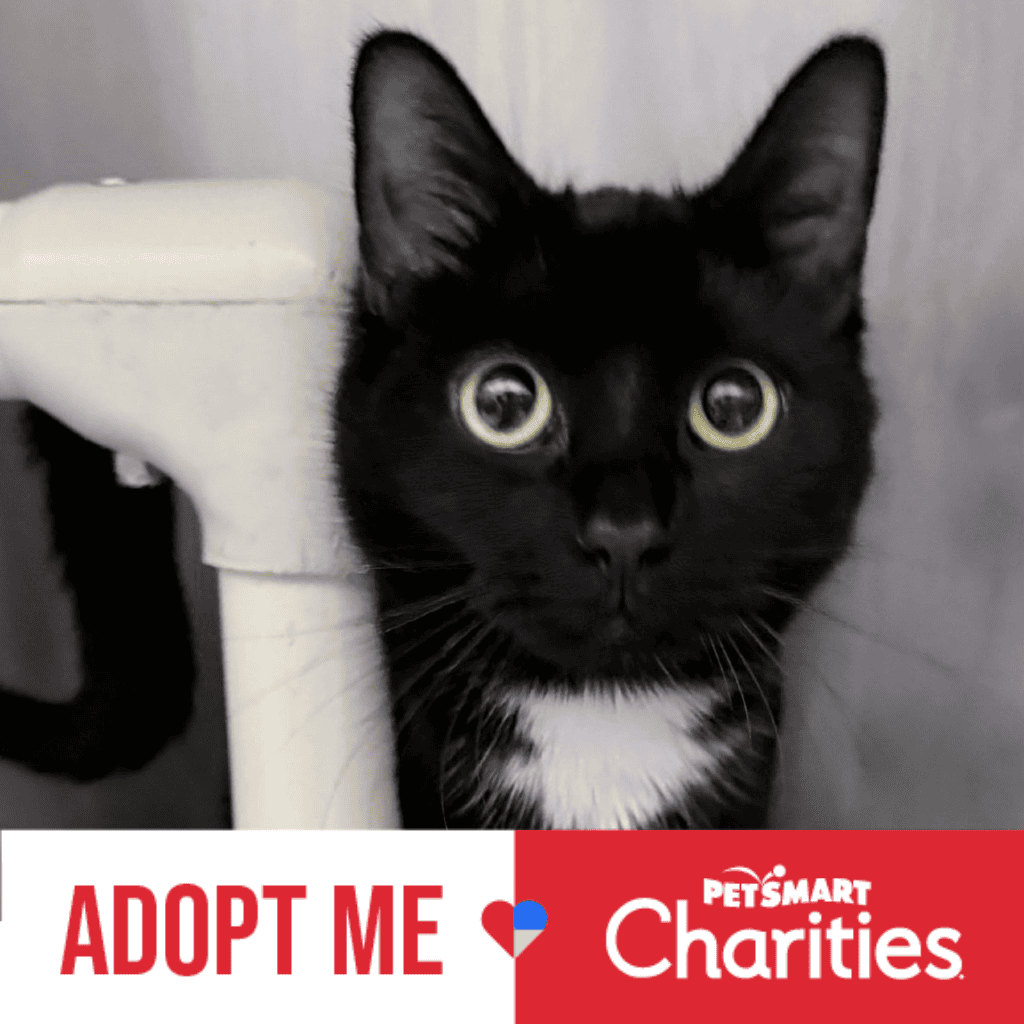 Teachers Pet Rescue Brings More Dogs and Cats to Families During National Adoption Week