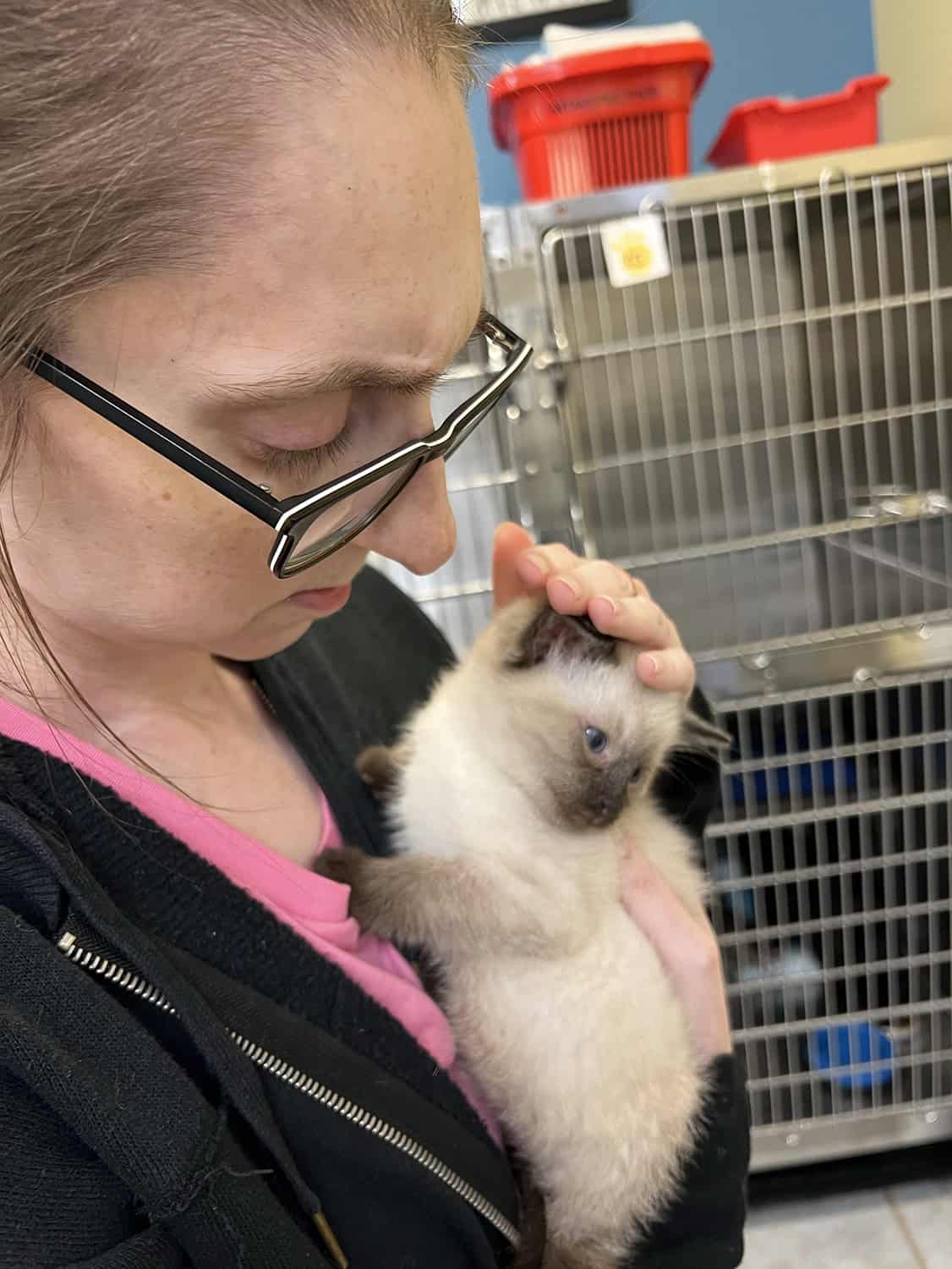 Volunteer With Cats