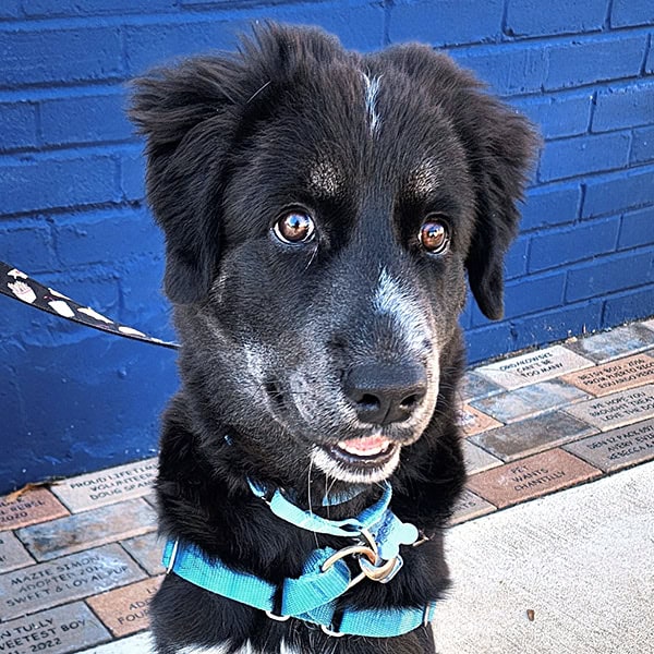 Port Allegany Local Adoption Day